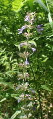 Dracocephalum thymiflorum
