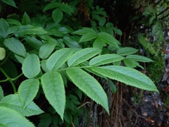 Sambucus lanceolata