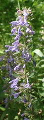Dracocephalum thymiflorum