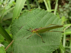 Elimaea fallax