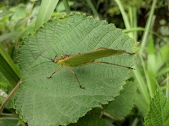 Elimaea fallax