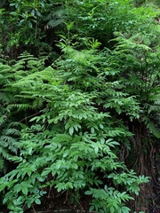 Sambucus lanceolata