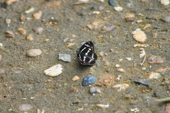 Limenitis sulpitia