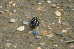 Limenitis sulpitia