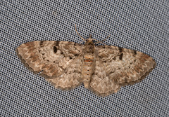 Eupithecia abietaria