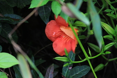 Campsis grandiflora