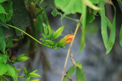 Campsis grandiflora