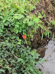 Campsis grandiflora