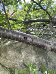 Harmonia axyridis