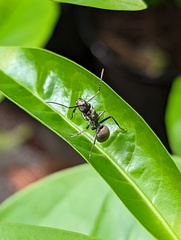 Polyrhachis foreli
