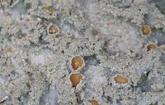 Punctelia constantimontium