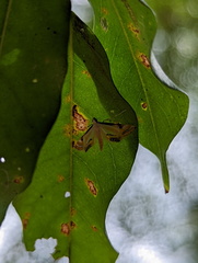 Tetrernia teminitis