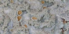 Punctelia constantimontium