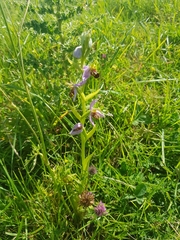 Ophrys apifera