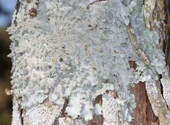 Punctelia constantimontium
