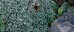 Riccia albovestita