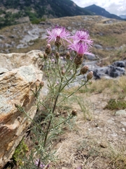 Centaurea vallesiaca