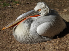 Pelecanus crispus