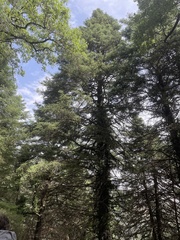 Abies pinsapo