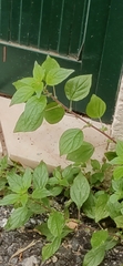 Parietaria judaica