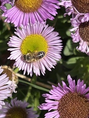 Apis mellifera