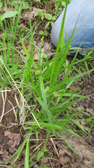 Carex cephaloidea