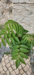 Ailanthus altissima