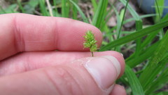 Carex cephaloidea