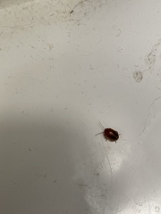 Prionocyphon limbatus