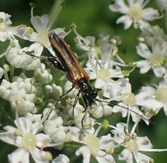 Oedemera femorata