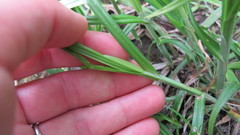 Carex cephaloidea