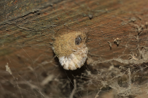 Western Tussock Moth