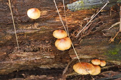 Pholiota communis