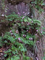 Geranium palmatum