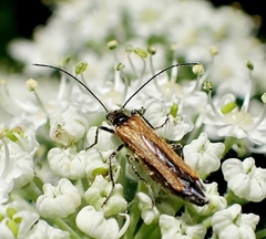 Oedemera femorata
