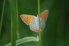 Lycaena dispar