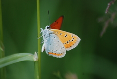 Lycaena dispar
