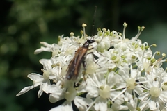 Oedemera femorata