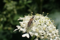 Oedemera femorata