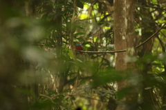 Apaloderma aequatoriale