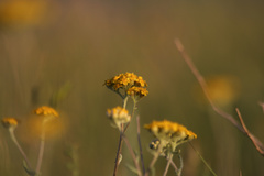 Achillea leptophylla