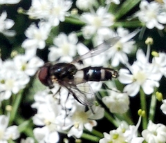 Leucozona laternaria