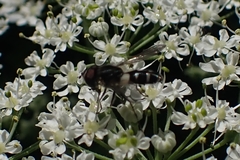 Leucozona laternaria