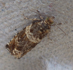 Olethreutes fasciatana