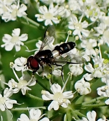 Leucozona laternaria