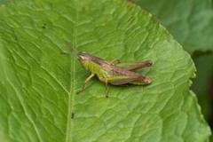 Pseudochorthippus parallelus