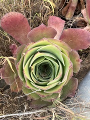 Aeonium canariense image