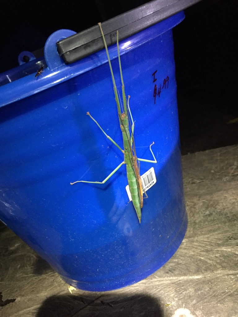 Coconut Stick Insect
