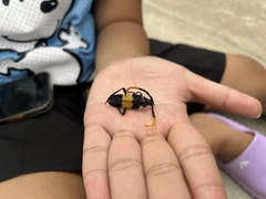 Pachyteria dimidiata