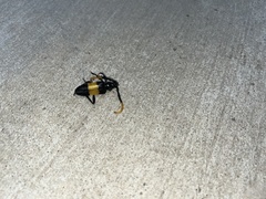 Pachyteria dimidiata